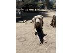 Adopt Ghost a Gray/Blue/Silver/Salt & Pepper Weimaraner / Mixed dog in Spring