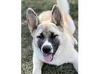 Adopt Athena a White - with Tan, Yellow or Fawn Akita / Mixed dog in West