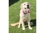 Adopt Sadie the pup a White - with Tan, Yellow or Fawn Golden Retriever / Mixed