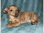 Adopt Snickers a Brown/Chocolate - with Black Miniature Dachshund / Maltipoo /