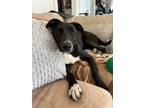 Adopt Madison a Black - with White Labrador Retriever / Greyhound / Mixed dog in