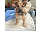 Adopt Patty a Tan/Yellow/Fawn Cairn Terrier / Terrier (Unknown Type