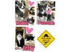 Adopt Female Kittens a Gray, Blue or Silver Tabby Domestic Shorthair (short