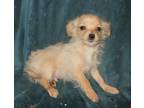 Adopt Banner a Red/Golden/Orange/Chestnut Dachshund / Maltipoo / Mixed dog in