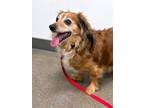 Adopt Bella a Red/Golden/Orange/Chestnut - with White Dachshund / Mixed dog in