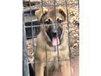 Adopt Shepherd X Puppies a Brown/Chocolate Shepherd (Unknown Type) / Blue Heeler