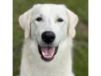 Adopt Flower a Tan/Yellow/Fawn Great Pyrenees / Mixed Breed (Medium) dog in