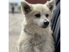 Adopt Gracy (A) a Tan/Yellow/Fawn Pomeranian dog in Columbia, SC (41504348)