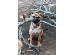 Adopt Layla from TEXAS a Red/Golden/Orange/Chestnut - with Black Black Mouth Cur