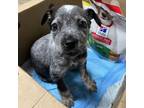 Adopt Wombat a Gray/Blue/Silver/Salt & Pepper Australian Cattle Dog / Mixed