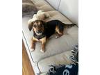 Adopt CLEO (aka 'Melie') a Black - with Tan, Yellow or Fawn Beagle / Dachshund /