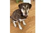 Adopt Peachy a Brown/Chocolate - with Tan Labrador Retriever / Husky / Mixed dog