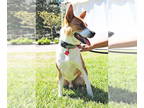 Australian Kelpie-Basenji Mix DOG FOR ADOPTION RGADN-1087369 - Chevy - Basenji /