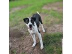 Adopt Penny Layne a Black Mixed Breed (Medium) dog in Alma, WI (41494255)
