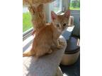 Adopt Lynyrd a Orange or Red Tabby Domestic Shorthair / Mixed (short coat) cat