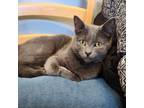 Adopt Billy a Gray or Blue (Mostly) Domestic Shorthair cat in Elizabeth