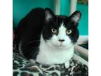 Adopt Dash a Domestic Shorthair cat in Elizabeth, IL (41494452)