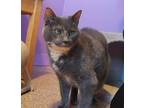 Adopt Olivia a Tortoiseshell Calico cat in Elizabeth, IL (41494448)