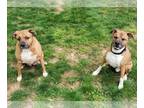 Boxer Mix DOG FOR ADOPTION RGADN-1088373 - Luke - Boxer / Mixed (short coat) Dog
