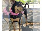 Doberman Pinscher-Pointer Mix DOG FOR ADOPTION RGADN-1089239 - Madeline -