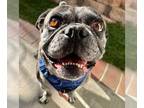 Buggs DOG FOR ADOPTION RGADN-1090042 - Buddy Lou - Adopt Me!