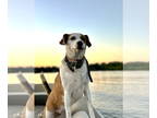 English Foxhound Mix DOG FOR ADOPTION RGADN-1090082 - Bailey - Foxhound / Cattle