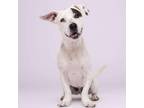 Adopt Antonio a Tan/Yellow/Fawn American Pit Bull Terrier / American