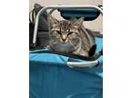 Adopt Hershy a Brown or Chocolate (Mostly) Tabby / Mixed (medium coat) cat in