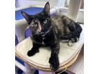 Adopt Angelica a Tortoiseshell Domestic Shorthair (short coat) cat in Faribault