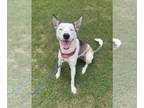 Huskies Mix DOG FOR ADOPTION RGADN-1091189 - Kacy - FRIENDLIEST GIRL EVER!