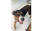 Adopt Unknown a Black - with Brown, Red, Golden, Orange or Chestnut Mutt / Mutt
