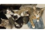 Adopt Diana, Wales, Spencer, Fergie & Elton a Brown Tabby Domestic Shorthair /