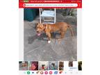 Adopt Shystie a Brown/Chocolate - with White American Pit Bull Terrier / Mixed
