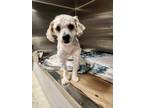 Adopt Mango a White Poodle (Miniature) / Mixed dog in Nashville, TN (41504231)