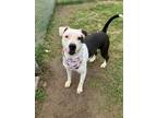 Adopt YingYang a Pit Bull Terrier