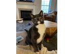 Adopt Jellybean a Gray or Blue (Mostly) Russian Blue / Mixed (short coat) cat in