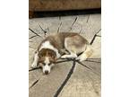 Adopt Madison a Husky / Mixed dog in St. James, MN (41478045)