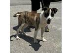 Adopt Sunny a Brindle - with White Catahoula Leopard Dog / Mixed dog in