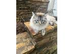 Adopt WOLFIE a Gray, Blue or Silver Tabby Siberian / Mixed (long coat) cat in