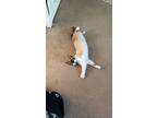 Adopt Miso a Tan or Fawn (Mostly) Siamese (short coat) cat in Brea