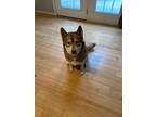 Adopt Sven & Ellie a Tan/Yellow/Fawn - with White Husky / Husky / Mixed dog in