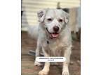 Adopt Jebediah Moonshine a Australian Shepherd / Mixed Breed (Medium) / Mixed