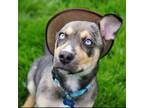 Adopt Cowboy a Black - with Tan, Yellow or Fawn Corgi / Cattle Dog / Mixed dog