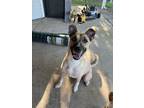 Adopt Norma Jean a Brown/Chocolate - with Black German Shepherd Dog / Husky /