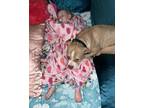 Adopt Arwen a Tan/Yellow/Fawn - with White Mutt / Mixed dog in Milton Freewater