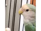 Adopt Ice a Lovebird bird in Des Moines, IA (41504125)