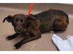 Adopt Clover a Border Collie / Corgi / Mixed dog in Norman, OK (41504115)