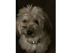 Adopt Mateo a Brown/Chocolate - with Tan Tibetan Terrier / Tibetan Terrier /