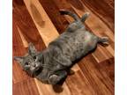 Adopt Penny a Gray or Blue (Mostly) Domestic Mediumhair / Mixed (medium coat)