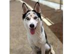 Adopt Castle* a Siberian Husky / Mixed dog in Pomona, CA (41504089)